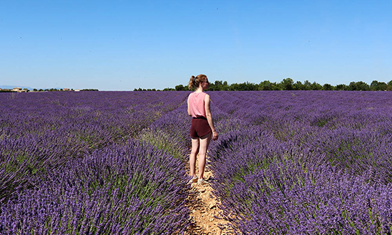 Tips for visiting the lavender fields of Valensole