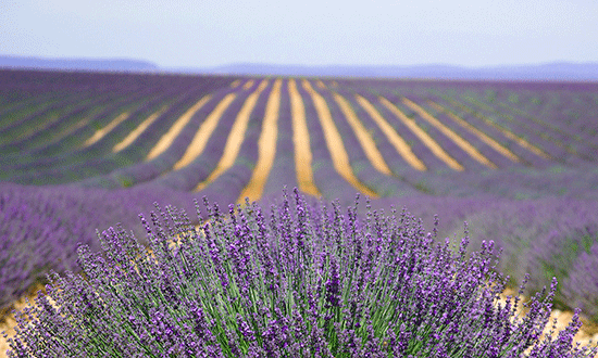 Best lavender spots in Provence